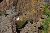 Fulmar {Fulmarus glacialis} nesting on cliff ledge, Tory Island, County Donegal, Republic of Ireland, June