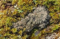 Lichen {Fuscopannaria sampaiana} growing amongst moss, Muckross, Killarney National Park, County Kerry, Republic of Ireland, March