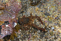 Squat lobster {Galathea squamifera} Murles Point, Co. Donegal, Republic of Ireland, May