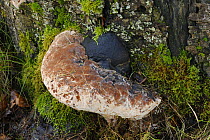 Artists' fungus {Ganoderma applanatum} Killevy Castle, County Armagh, Northern Ireland, January