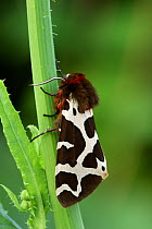 Garden tiger moth {Arctia caja} Republic of Ireland
