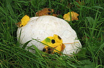 Giant puffball {Langermannia gigantea} in grass under Maple tree, Castle Coole, County Fermanagh, Northern Ireland, October