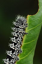 Caterpillar larva of Zig zag emperor moth {Gonimbrasia tyrrhea} Occurs throughout Cape Province, Namaqualand and Richtersveld Africa.