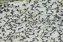 Hieroglyphics lichen {Graphis scripta} on rock, Castle Coole, Enniskillen, County Fermanagh, Northern Ireland, October