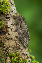 Great prominent moth {Peridea anceps} Perthshire Scotland, April