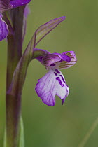 Green winged orchid {Anacamptis morio} Burrow, Co. Dublin, Republic of Ireland, May