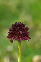 Orchid {Gymnadenia austriaca} Lago di Limo, Dolomites, Italy. July