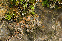 Fungus {Gyalecta jenensis} Crom Estate, County Fermanagh, Northern Ireland, UK, march