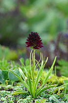 Orchid {Gymnadenia rhellicani} Dolomites, Italy. July