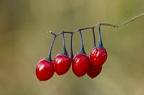 Hawthorn berries {Crataegus monogyna} Brackagh Moss NNR, County Armagh, Northern Ireland