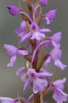 Heath fragrant orchid {Gymnadenia conopsea var borealis} Lough Gealain, Burren, Co. Clare, Republic of Ireland, June