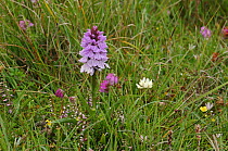 Heath fragrant orchid {Gymnadenia conopsea var borealis} flowering in meadow, Lough Gealain, Burren, Co. Clare, Republic of Ireland, June