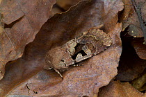 Hebrew character moth {Orthosia gothica} camouflaged on bark, The Argory, County Armagh, Northern Ireland, UK, April
