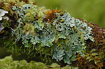 Lichen {Heterodermia obscurata} on branch, Ross Island, Killarney National Park, County Kerry, Republic of Ireland, March