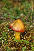 Wax cap fungus {Hygrocybe conica var conicoides} Streedagh Dunes, County Silgo, Republic of Ireland, August