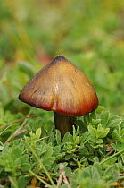 Wax cap fungus {Hygrocybe conica var conicoides} Streedagh Dunes, County Silgo, Republic of Ireland, August