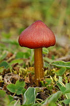 Wax cap fungus {Hygrocybe conica} Streedagh Dunes, County Silgo, Republic of Ireland, August