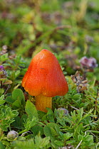 Wax cap fungus {Hygrocybe persistens} Streedagh Dunes, County Silgo, Republic of Ireland, August