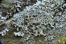 Lichen {Hypogymnia tubulosa} Crom Estate, County Fermanagh, Northern Ireland, March