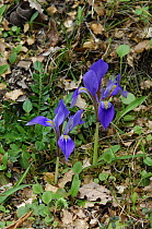 Iris {Iris unguicularis} in flower, The Peleponnese, Southern Greece, April