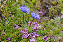 Sheep's bit / Sheep scabious {Jasione montana} Tory Island, County Donegal, Republic of Ireland, June