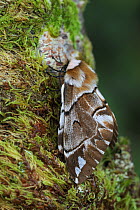 Kentish glory moth {Endromis versicolora} female, from Deeside, Scotland, UK, December 2007, early emergence of adult