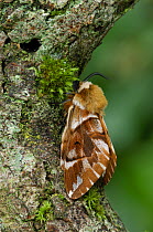 Kentish glory moth {Endromis versicolora} from Deeside, Scotland, UK, February