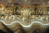 Giant scallop {Pecten maximus} close up of mantle, Northern Ireland, April