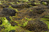 Knotted wrack {Ascophyllum nodosum var mackii}  exposed at low tide, Ballyhenry Point, Strangford Lough, County Down, Northern Ireland, UK, August