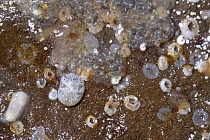 Shells of Sea snails {Llamellaria latens} on shoreline, Killough, County Down, Northern Ireland, December