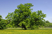 Oak tree in parkland, Crom Estate, County Fermanagh, Northern Ireland, UK