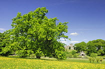 Crom Estate, house and parkland with large oak tree, County Fermanagh, Northern Ireland, UK, summer