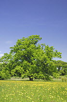 Oak tree in parkland, Crom Estate, County Fermanagh, Northern Ireland, UK, summer