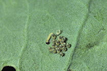 Large white butterfly {Pieris brassicae} eggs and first instar larva on brassica leaf, Republic of Ireland