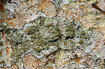 Lichen {Lecanora chlarotera} Tollymore Forest, Newcastle, County Down, Northern Ireland, UK, January