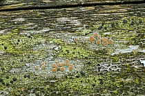 Lichen {Lecanora pulicaris} and {Lecanora fuscidea lightfootii} on wood, Crom Estate, County Fermanagh, Northern Ireland, UK, March