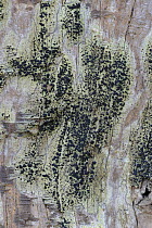 Lichen {Lecidella elaeochroma f. elaeochroma} on tree trunk, Black Rock, Ballyness, County Donegal, Republic of Ireland, March