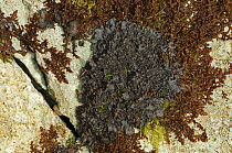 Burgess's skin lichen {Leptogium burgessii} on rock, Tomies Wood, Killarney National Park, County Kerry, Republic of Ireland, March