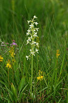 Lesser butterfly orchid {Platanthera bifolia} in flower, Montiaghs moss NNR, Aghalee, Co. Antrim, Northern Ireland, UK, June