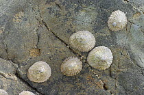 Common limpets {Patella vulgata} on rock exposed at low tide, Northern Ireland, UK