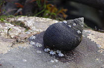 Common periwinkle {Littorina littorea} and Barnacles on rock, Ballyhenry Point, Strangford Lough, County Down, Northern Ireland, UK, September