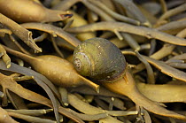 Periwinkle {Littorina obtusata} camouflaged on seaweed, Ballyhenry Point, Strangford Lough, County Down, Northern Ireland, UK, September