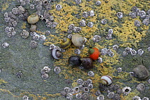 Periwinkles {Littorina saxatilis} and {Littorina littorea} and Barnacles exposed on rock at shoreline, Killough, County Down, Northern Ireland, UK, December