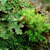 Tree lungwort {Lobaria pulmonaria} Florencecourt, County Fermanagh, Northern Ireland, UK, February