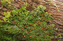 Lungwort {Lobaria virens} Killarney National Park, County Kerry, Republic of Ireland, March