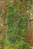 Lungwort {Lobaria virens} Ross Island, Killarney National Park, County Kerry, Republic of Ireland, March