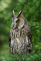 Long eared owl {Asio otus} perched in coniferous woodland, Action Lake, County Down, Northern Ireland. Captive.