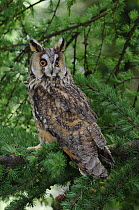 Long eared owl {Asio otus} perched in coniferous woodland, Action Lake, County Down, Northern Ireland. Captive.