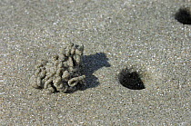 Lugworm cast and burrow in sand {Arenicola marina} Northern Ireland, UK.