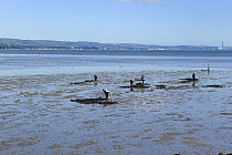 Fishermen digging for Lugworms {Arenicola marina} at low tide, Belfast Habour Estate, County Antrim, Northern Ireland, UK, August 2006